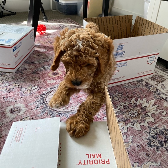 Meet your Posher, Lizzy - Picture 2 of 2